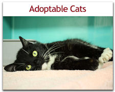 Adoptable Cats