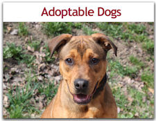 Adoptable Dogs